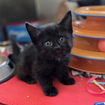 A baby small-sized male Domestic Short Hair cat named Arthur for adoption in Westland, MI