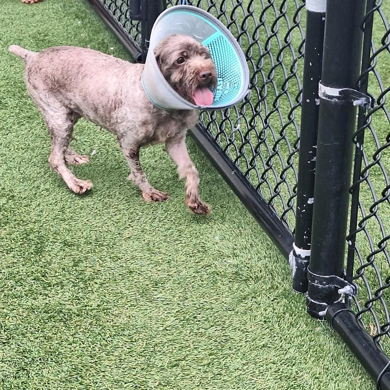 An adult small-sized female Poodle dog named Bennie Bear for adoption in LOXAHATCHEE, FL