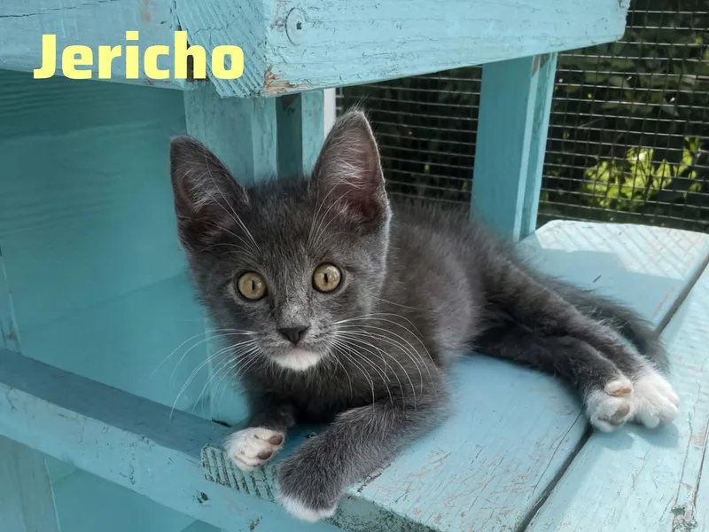 A baby small-sized male Gray & White Domestic Medium Hair cat named Jericho for adoption in Shrewsbury, MA
