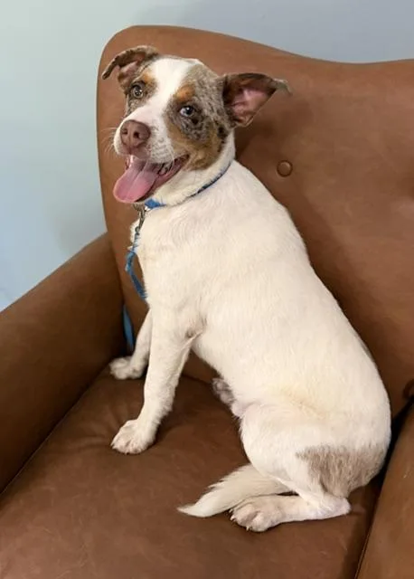 A baby medium-sized male White / Cream Australian Cattle Dog / Blue Heeler dog named Eugene for adoption in Andover, MA