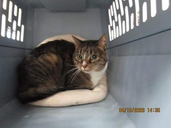 An adult medium-sized female Domestic Short Hair cat named Gigi for adoption in Marietta, GA