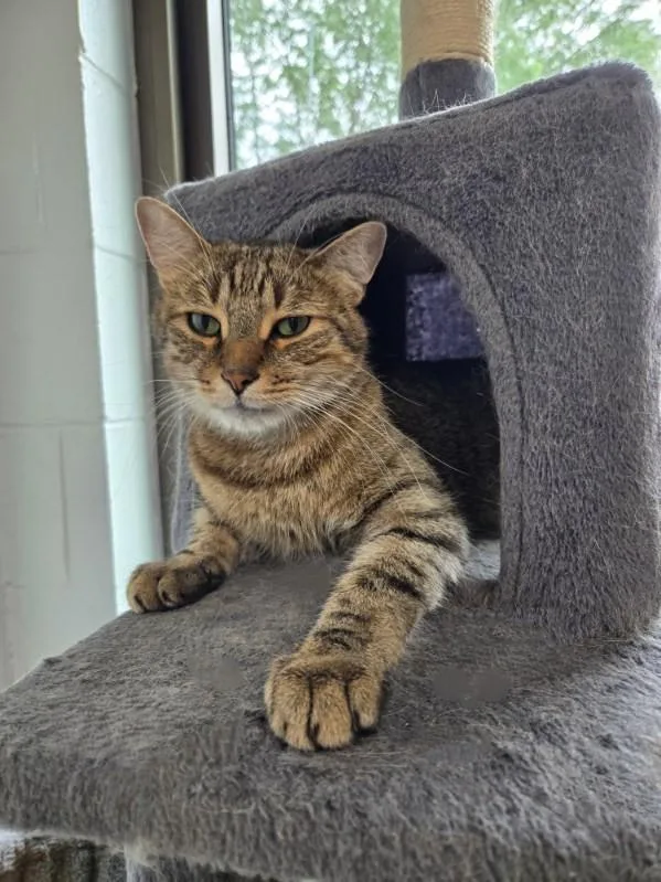 An adult medium-sized male Tabby (Brown / Chocolate) Domestic Short Hair cat named Max for adoption in Yorkville, IL