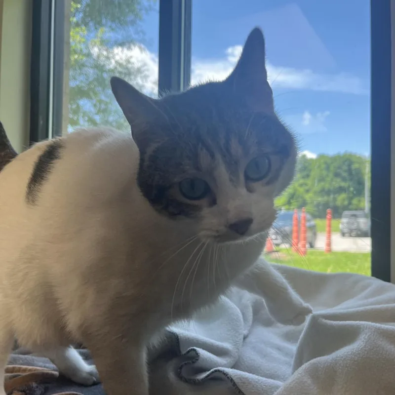 An adult large-sized male White Domestic Short Hair cat named Squash for adoption in Kansas City, KS