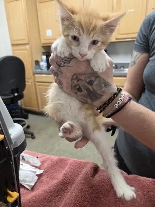 A baby small-sized male Domestic Short Hair cat named Scooter for adoption in Sacramento, CA