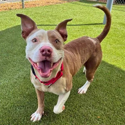 An adult medium-sized male Terrier dog named Fries for adoption in Gastonia, NC