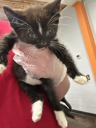 Socks
