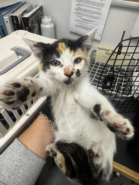 An adult small-sized female Domestic Short Hair cat named Alejandra for adoption in Van Nuys, CA