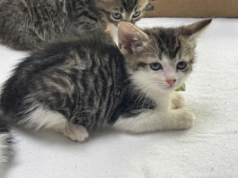 A baby medium-sized female Domestic Short Hair cat named Sasha for adoption in Oakboro , NC