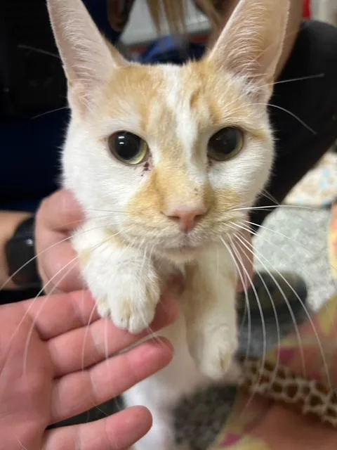 An adult medium-sized male Orange & White Domestic Short Hair cat named Bubba J for adoption in Allegan, MI