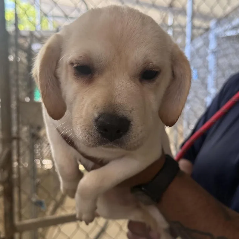 A baby small-sized female Yellow / Tan / Blond / Fawn Catahoula Leopard Dog dog named Bubbles for adoption in LOXAHATCHEE, FL