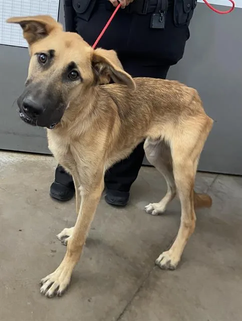 A young large-sized male Mixed Breed dog named Toboe for adoption in Dallas, TX