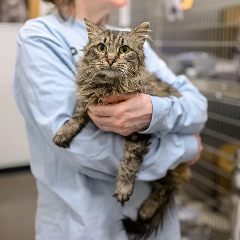 An adult small-sized female Domestic Long Hair cat named Iris for adoption in Hamilton, NJ