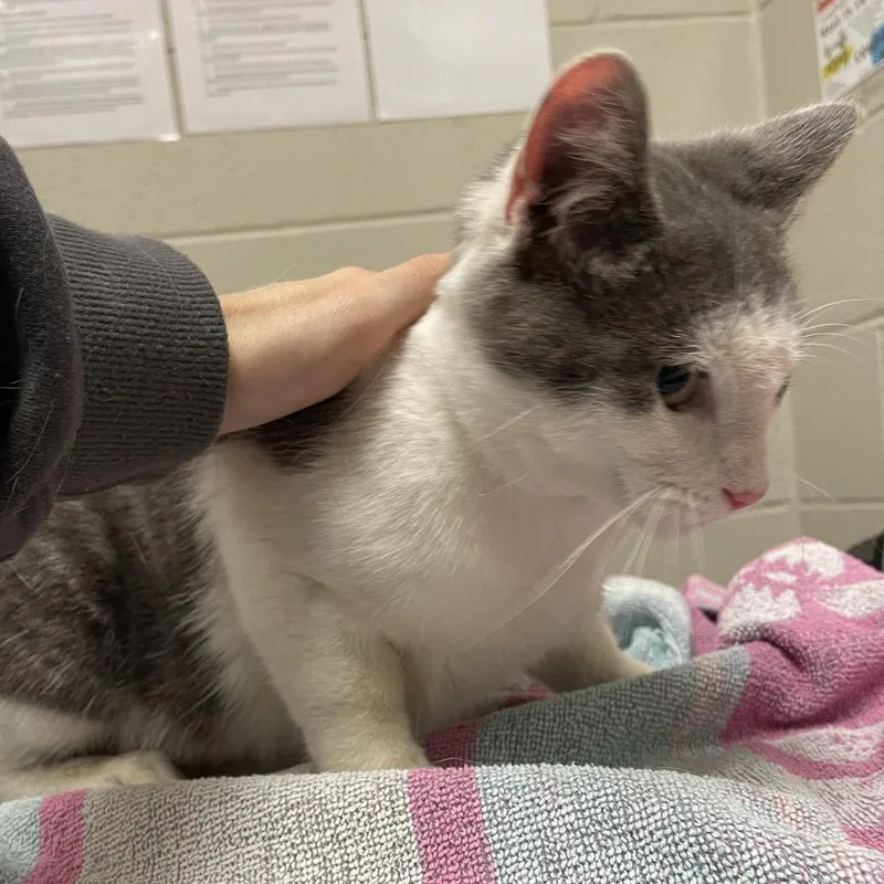 A baby medium-sized male Gray / Blue / Silver Domestic Short Hair cat named Acorn: Visit me at for adoption in Bristol, IN