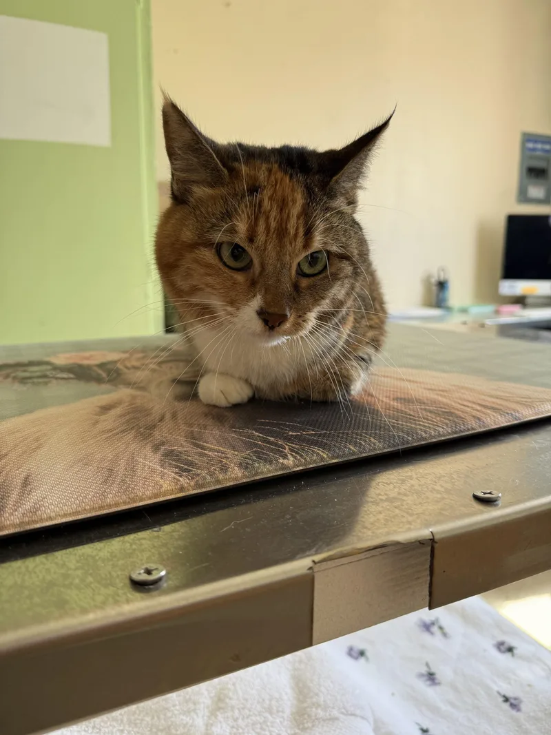 A baby medium-sized female Calico Domestic Short Hair cat named Nala for adoption in Dillon, MT
