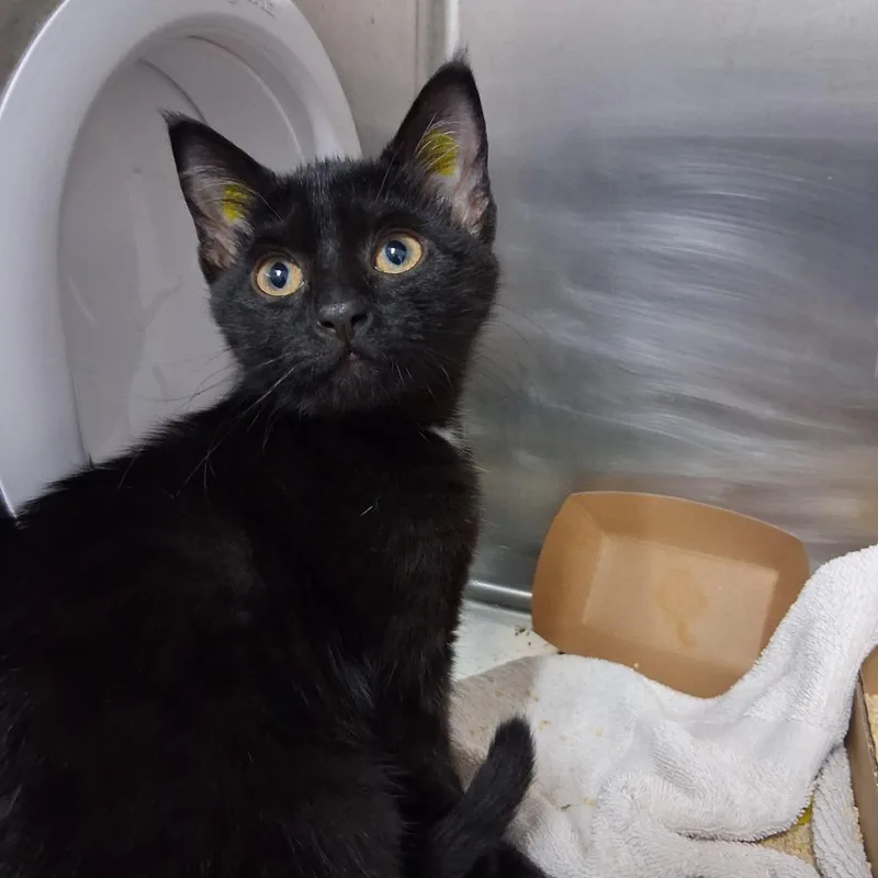 A baby small-sized female Black Domestic Short Hair cat named NCI Hendrix for adoption in Port Washington, NY