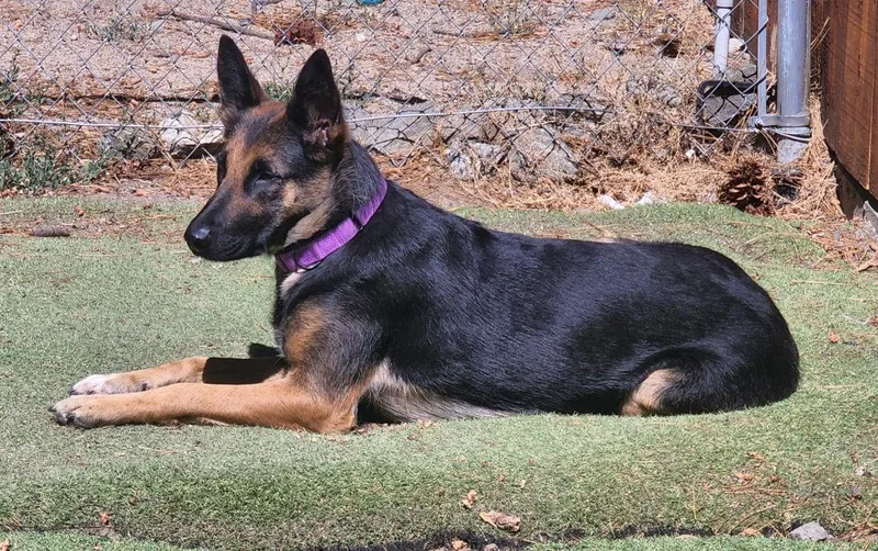 An adult large-sized female German Shepherd Dog dog named Serena for adoption in Rancho Cucamonga, CA
