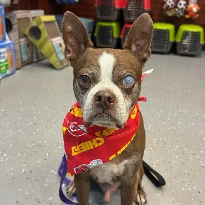 A senior medium-sized male Boston Terrier dog named Gordy for adoption in Merriam, KS