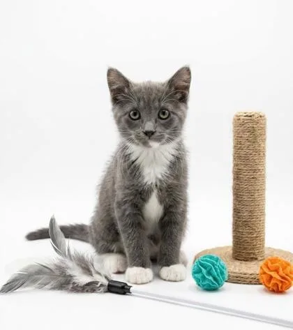 A baby small-sized male Domestic Short Hair cat named Sybil for adoption in Cumming, GA