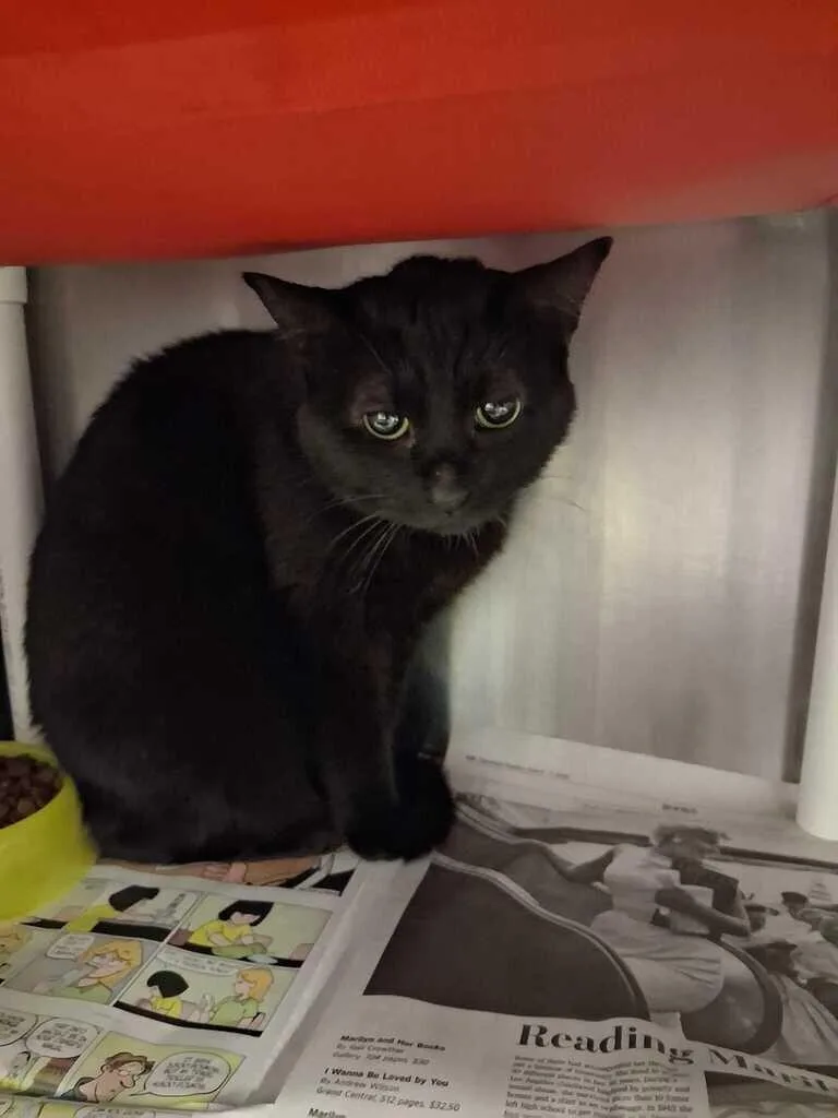 An adult small-sized female Black Domestic Short Hair cat named Cinder for adoption in Cincinnati, OH