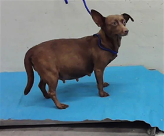 An adult small-sized female Chihuahua dog named Maya for adoption in Houston, TX