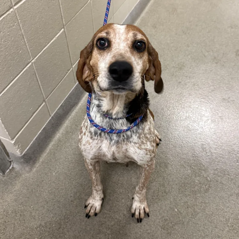 An adult medium-sized female Coonhound dog named Dolly for adoption in Kearney, NE