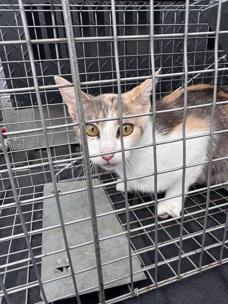 A young medium-sized female Dilute Calico Domestic Short Hair cat named Enchilada for adoption in Jenks, OK