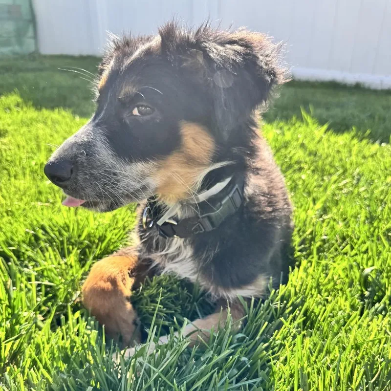 A baby small-sized female Black Australian Shepherd dog named Dawn Run for adoption in Staten Island, NY