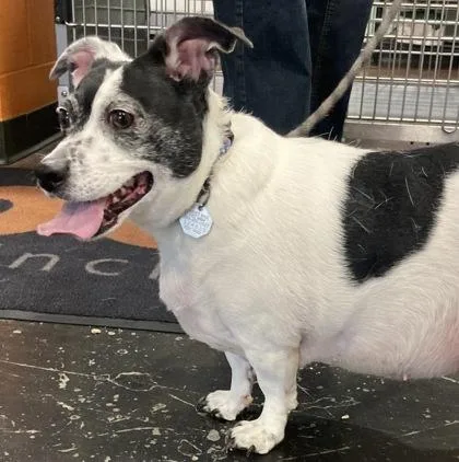 An adult small-sized female Mixed Breed dog named Madonna for adoption in Cincinnati, OH