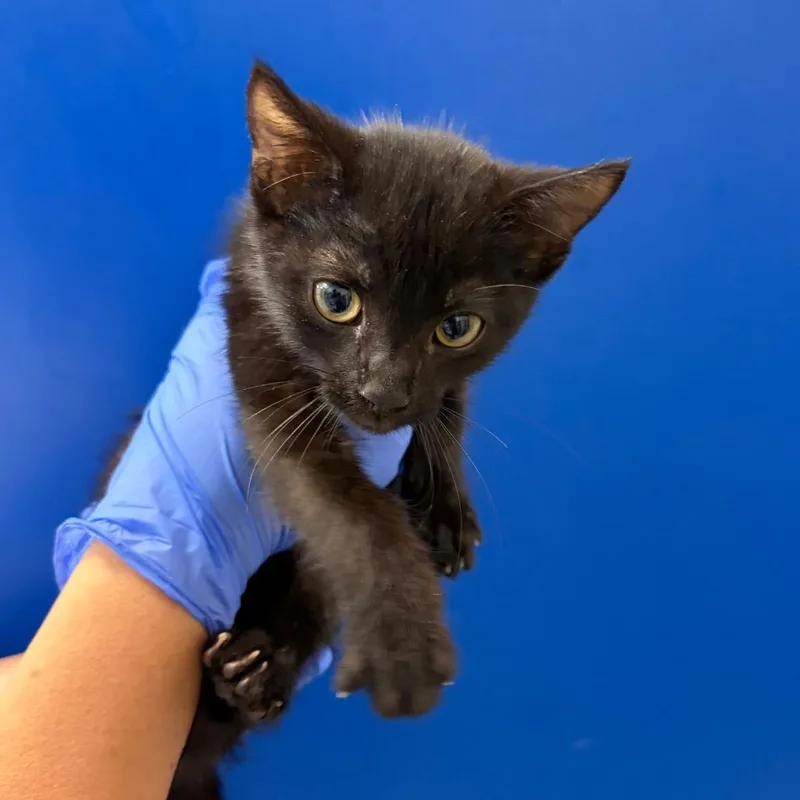 A baby small-sized male Black Domestic Short Hair cat named Charlie Dickens for adoption in Long Beach, CA