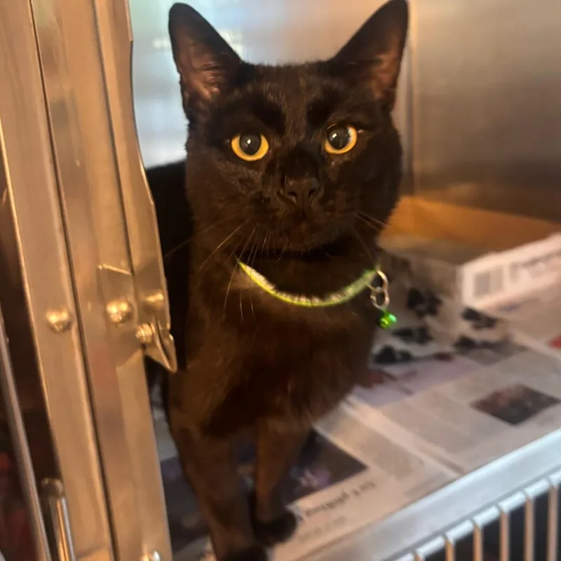 A young medium-sized male Black Domestic Short Hair cat named Jay Walker for adoption in Belleville, IL