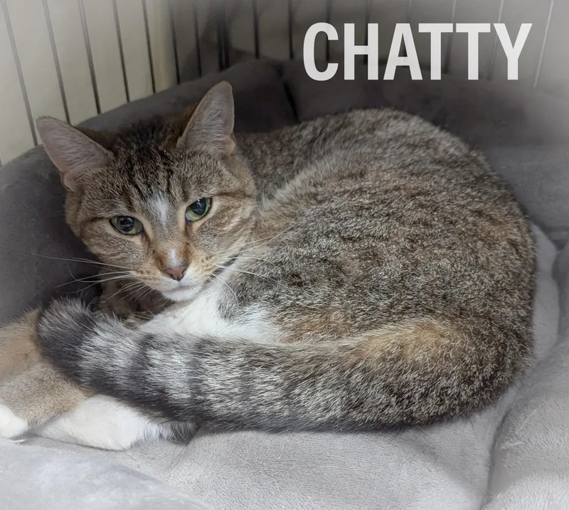 Chatty