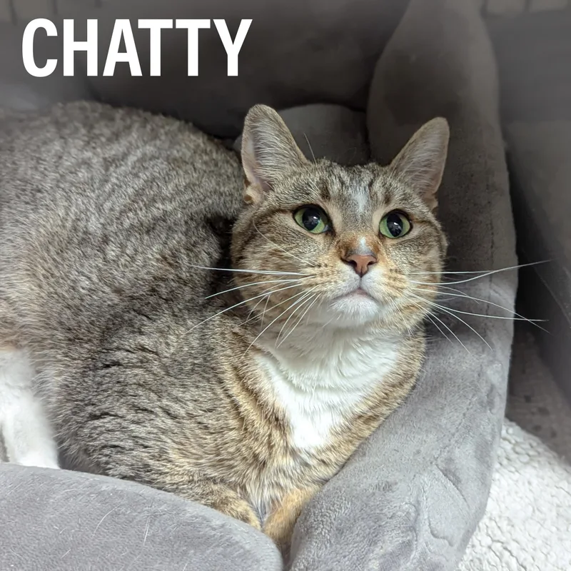 Chatty thumbnail 3