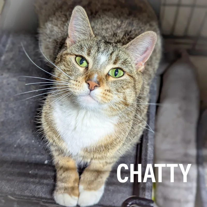 Chatty thumbnail 4