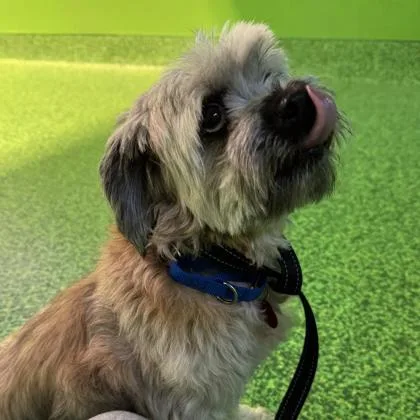 A young small-sized male Shih Tzu dog named Sully for adoption in Elk Grove Village, IL