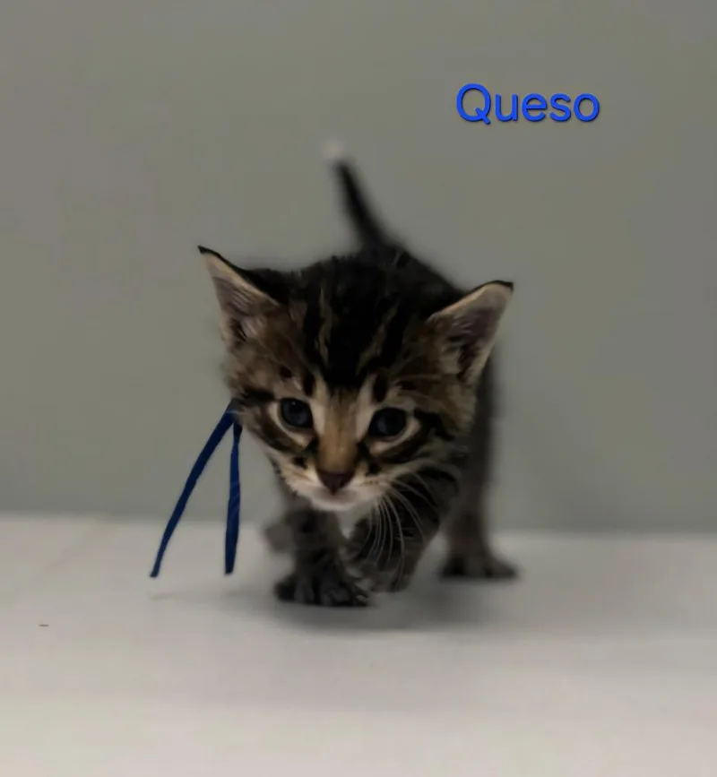 A baby large-sized male Domestic Short Hair cat named Queso for adoption in Viroqua, WI