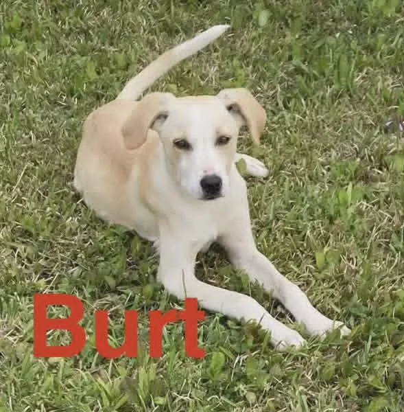 Burt