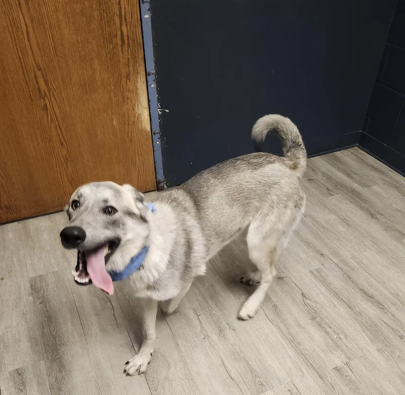 A young large-sized male Gray / Blue / Silver Siberian Husky dog named Snorlax for adoption in Mansfield, OH
