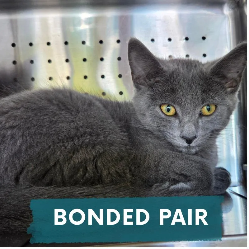 A baby small-sized male Gray / Blue / Silver Domestic Short Hair cat named Inky for adoption in Asheville, NC