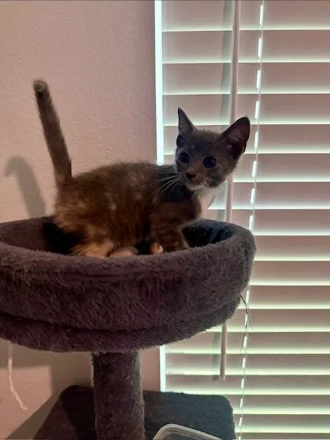 A baby medium-sized female Dilute Tortoiseshell Domestic Short Hair cat named Rosie for adoption in Houston, TX