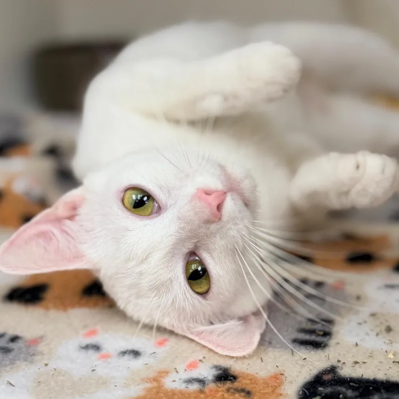 A young medium-sized female White Domestic Short Hair cat named Snow White for adoption in Champaign, IL