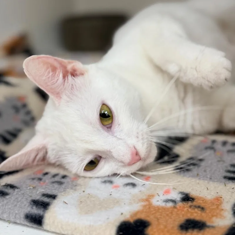 Snow White thumbnail 2