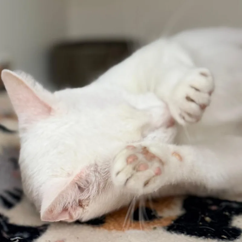 Snow White thumbnail 3