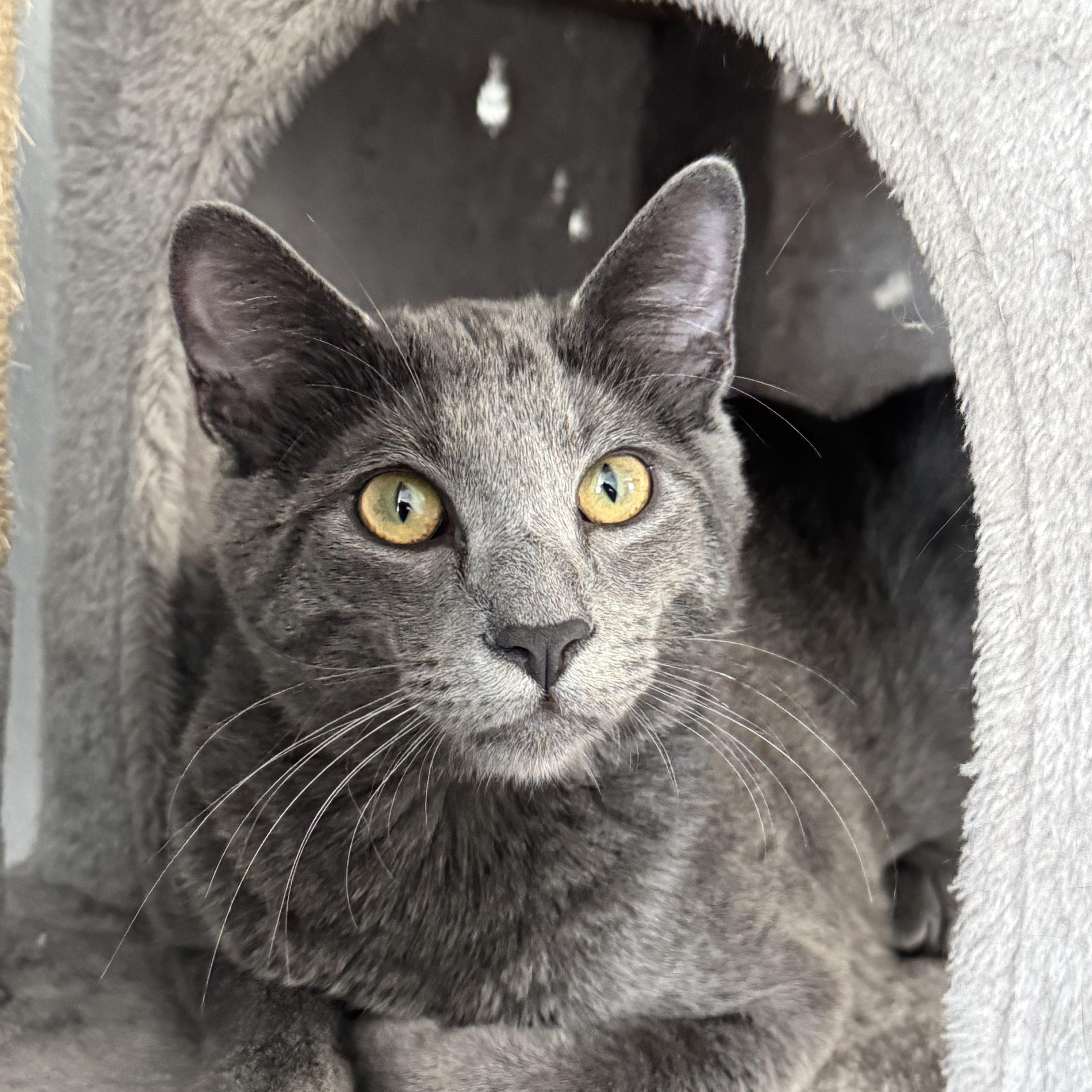 A young medium-sized male Gray / Blue / Silver Domestic Short Hair cat named Oliver for adoption in Keller, TX