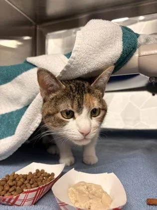 An adult small-sized female Domestic Short Hair cat named Catherine for adoption in Seattle, WA