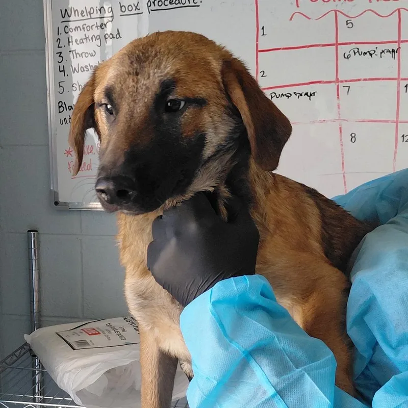 A young medium-sized male Yellow / Tan / Blond / Fawn Mixed Breed dog named Bobby for adoption in LOXAHATCHEE, FL