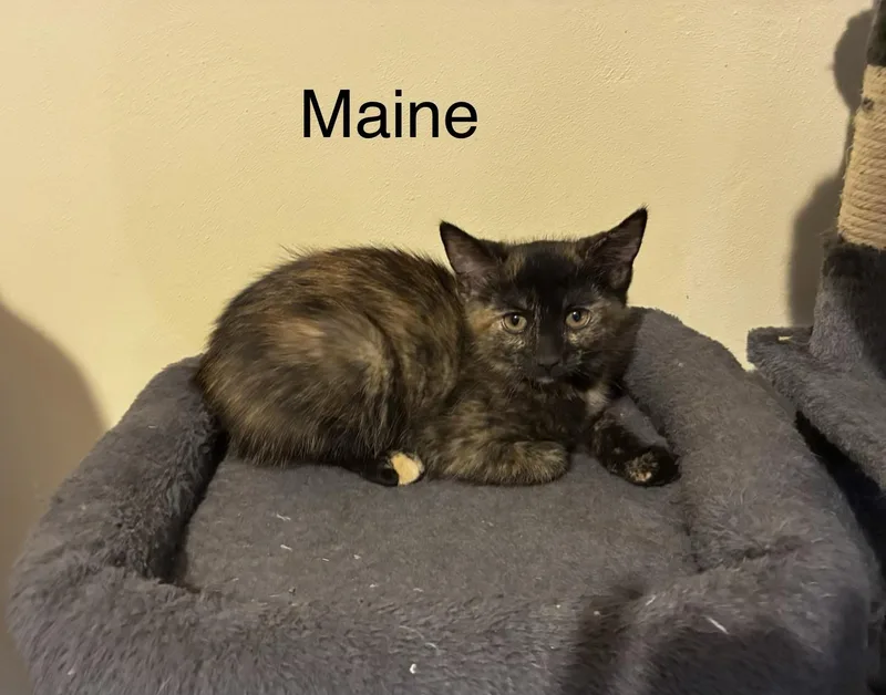 Maine