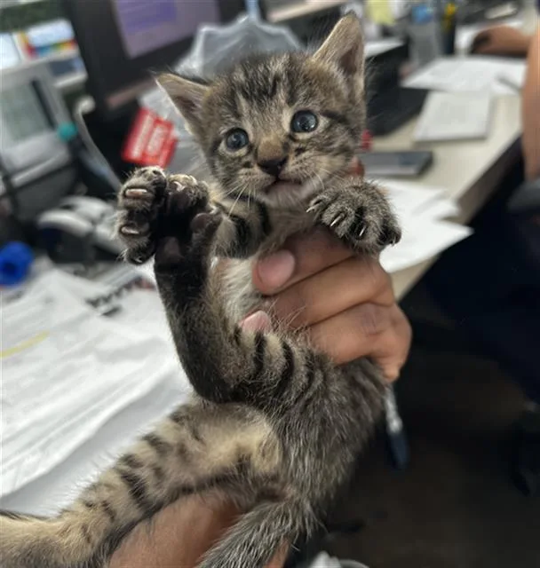A baby medium-sized male Domestic Medium Hair cat named Travis for adoption in Dallas, TX