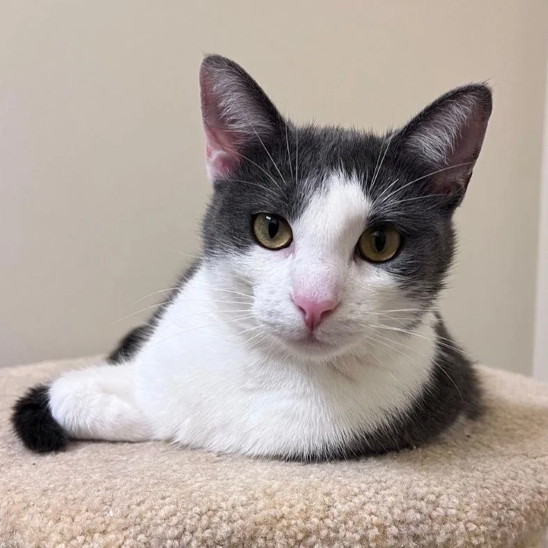 A young medium-sized female Gray & White Domestic Short Hair cat named Lilac for adoption in Tulsa, OK