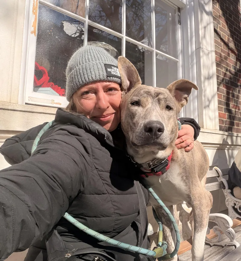 A young large-sized male Brindle Husky dog named Ash for adoption in New York, NY