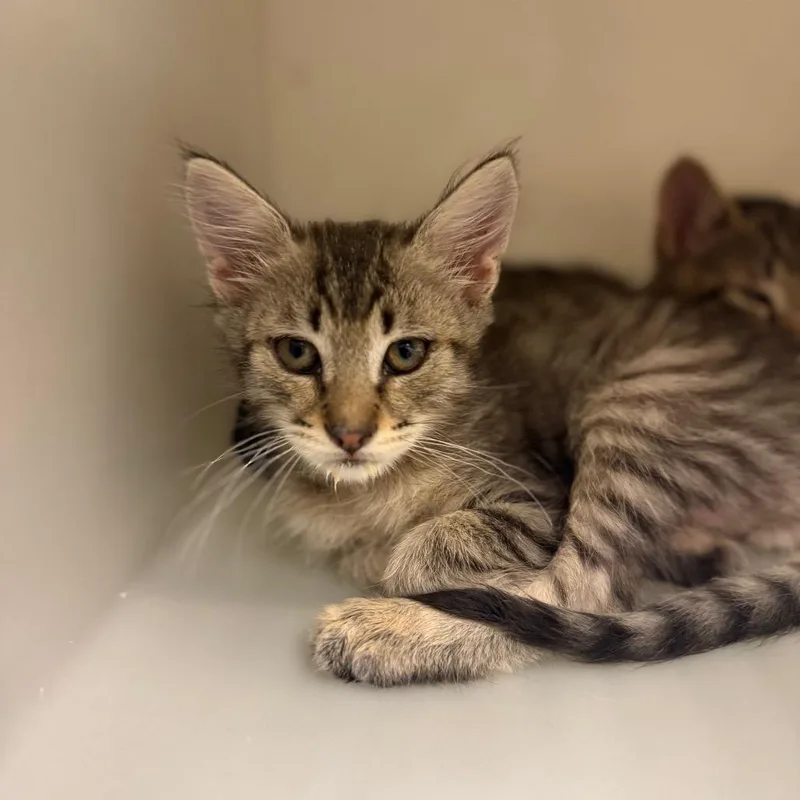 A baby small-sized male Brown / Chocolate Domestic Short Hair cat named River for adoption in Reno, NV